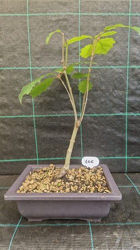 Bonsai quercia rossa - bonsai, di