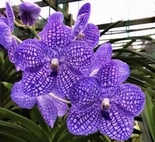 Orchid plant - Vanda Chulee