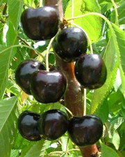 3 SEMI CUORE NERO King Cherry