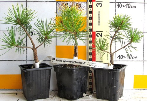 Pinus sylvestris trollguld - pinus,
