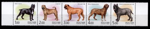 Cane corso shar - corso,, shar-pei,