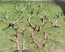 Corna palchi o trofei di cervo ,  tutte COPPIE piccole medie e grandi