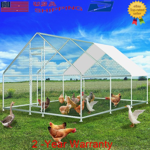 Penna corsa per pollo - penna,