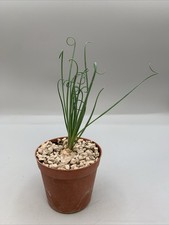 Albuca spiralis pot 7,5 Cm Cipolla Piccola Foglie Lunghe E Sottili Ricci
