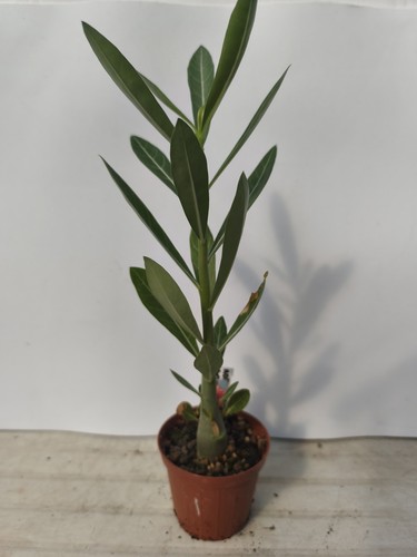 Adenium obesum rosa del - adenium,
