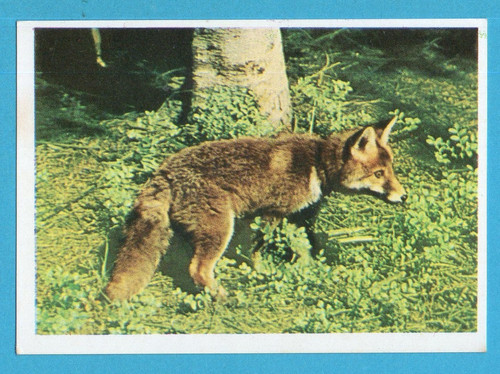 Animali tutto il - animali,