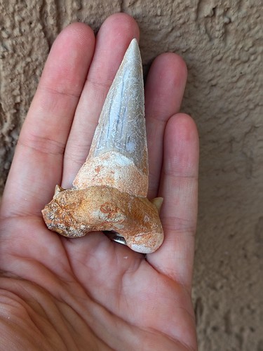 Fossili grande dente di - fossili,