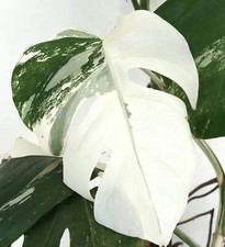 Monstera deliciosa WHITE VARIEGATED - Monstera bianca colorata | blu finestra bianco colorato