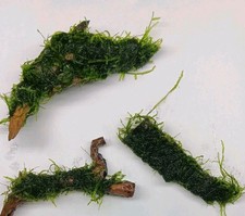 Javamoos su radice 🌿 Gamberetti prato pianta acquario rilegata MOOS legno decorazione