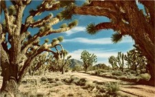 DESERT, JOSHUA TREES, WESTERN