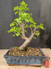 bonsai di melo   h 42 cm