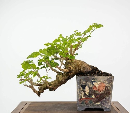 Bonsai gelso - bonsai,