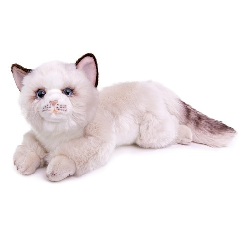 Lilizzhoumax gatto ragdoll - gatto,