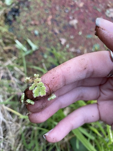 Lemna minor lenticchie mare - lemna,