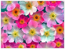 Pannello MDF-Flowers-Art