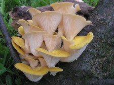 Pleurotus citrinopileatus