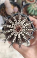 1 pz 5 cm rara pianta di cactus succulenta Uebelmannia pectinifera Uebelmannia