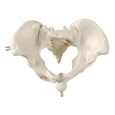 Modello di bacino femminile