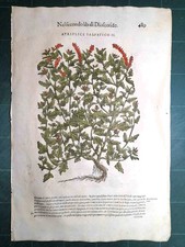 MATTIOLI MATTHIOLI Erbario a