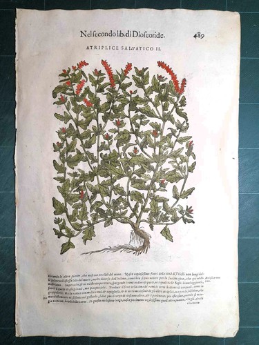 Mattioli matthioli erbario - erbario, a