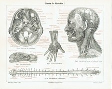 Nervi Des Persone Nervensystem