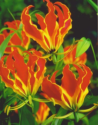 Gloriosa rothschildiana corona - gloriosa,