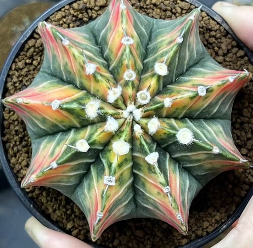 Gymnocalycium mihanovichi - 8,