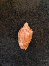 Conchiglia Da Collezione