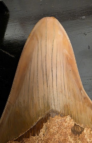 Dente megalodonte 8 - megalodonte, 12.8