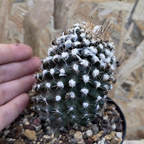 Copiapoa tenuissima vaso cm - tenuissima,