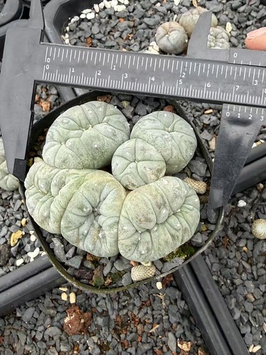 Astrophytum aztekium forma