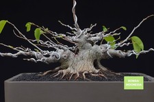 Grande Vendita - Bonsai di