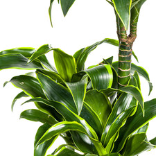 Dracaena Deremensis Dorado