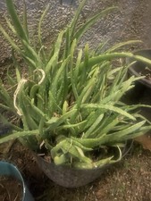 Medicinal Aloe Vera