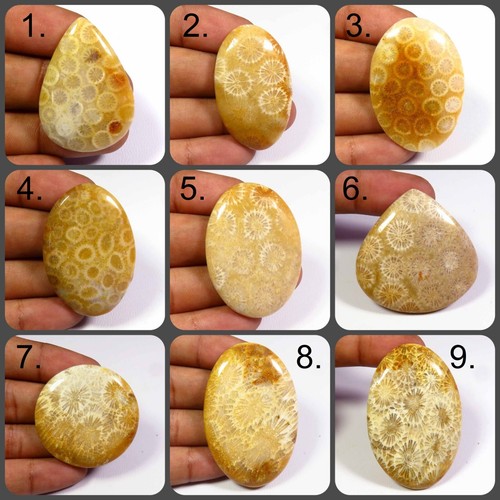 Naturale fossil corallo - fossil,