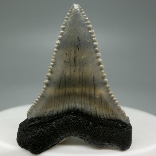 Dente squalo non - non, comune