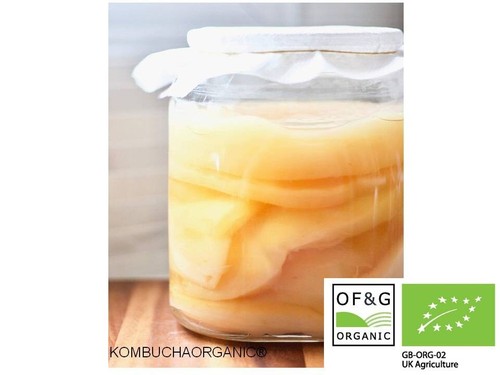 Kombucha scoby biologico - xl,