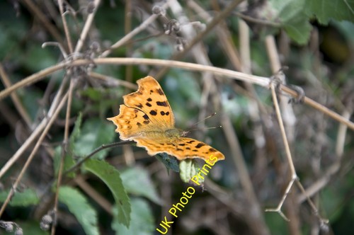 Photo 6x4 comma - 6x4, butterfly