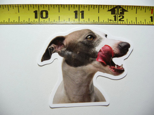 Whippet lick funny dog piccolo - dog,