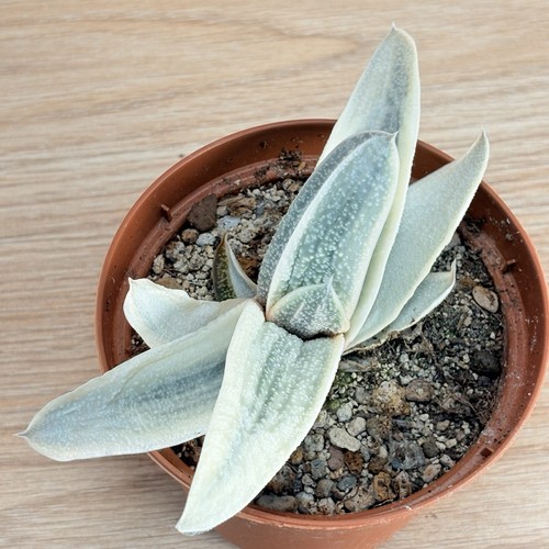 Gasteria batesiana - , f