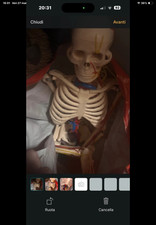 scheletro anatomico umano