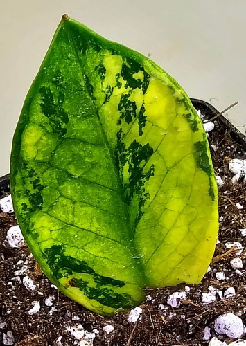 Zamioculcas zamiifolia aurea - zamiifolia,