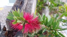 Callistemon viminalis hot pink - callistemon,