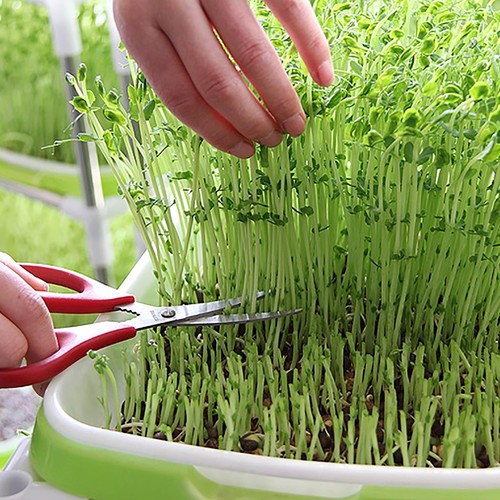 Vassoio germinazione semi - vassoio,