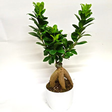 Piante e bonsai da interno