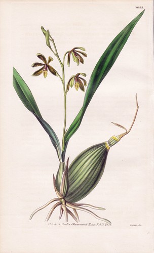 Epidendrum tesselatum - epidendrum,