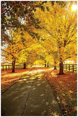 365855 poster stampa alberi - poster,