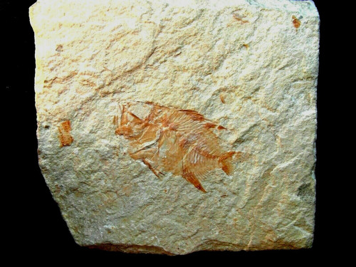 Pesce fossile lissoberyx - pesce,