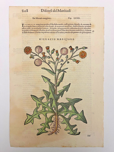 Mattioli xilografia 1500 - mattioli,
