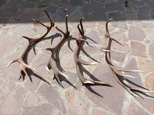 Spettacolari palchi corna o trofei di cervo adulto singoli in serie
